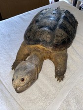 Oddity real turtle for sale  Sherman Oaks