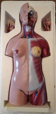 Anatomie modell menschlicher gebraucht kaufen  Holzminden