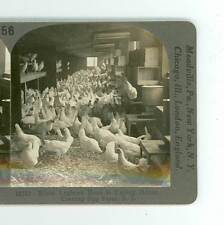 B852 white leghorn for sale  Milford