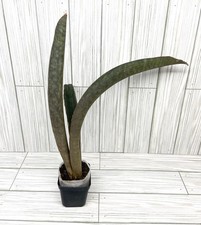 Sansevieria hallii pink for sale  Winchester