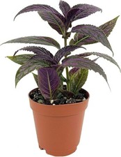 Persian shield plant for sale  USA