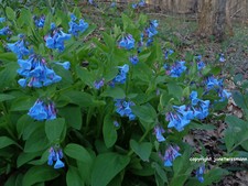 Seeds virginia bluebells for sale  Soldiers Grove
