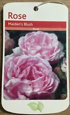 Maiden blush bareroot for sale  WISBECH