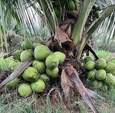 Dwarf coconut puerto for sale  USA