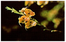 Orchid south america for sale  Redondo Beach
