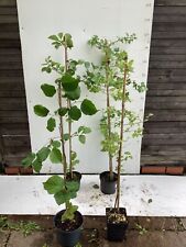 Wildlife mix coppicehedging for sale  MACCLESFIELD