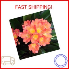 kaffir lily plants for sale kaffir lily plants for sale Vermillion