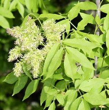 Fraxinus ornus cenere usato  Napoli