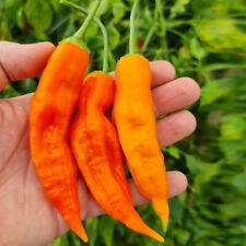 Piment aji amarillo d'occasion  Carquefou