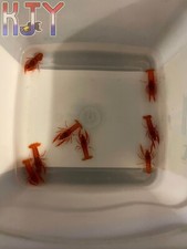 Dwarf mexican orange for sale  Crystal River