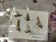 Dente squalo cretaceo usato Dente squalo cretaceo usato  Tregnago