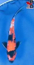 many koi fish for sale many koi fish for sale Claudville