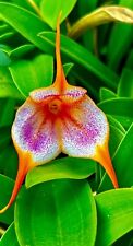 Masdevallia orange spring usato  Spedire a Italy