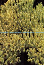 D270368 australia acropora for sale  WARLINGHAM
