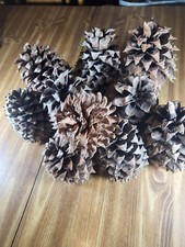 Giant coulter pine for sale  Lubbock