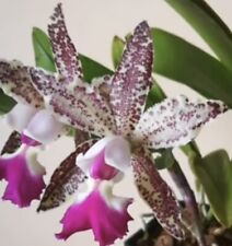 Orchid cattleya tian for sale  Columbia