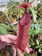 Nepenthes peltata hamata. for sale  DOLLAR