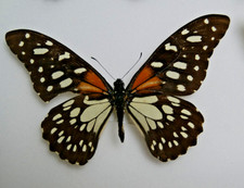 Papilio rex butterfly for sale  LIVERPOOL