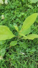 trees fruit organic for sale trees fruit organic for sale Leitchfield