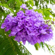 Jacaranda mimosifolia seeds for sale  Trabuco Canyon
