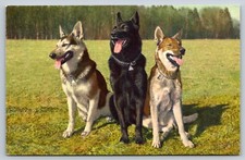 Usado, Cartão postal de pastores alemães alsacianos cães Bergers Allemands Deutsche Schaferhunde comprar usado  Enviando para Brazil