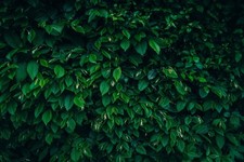Carpinus betulus hornbeam for sale  KING'S LYNN