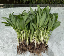Fresh wild organic for sale  SEVENOAKS