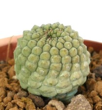Trichocaulon cactiformis kikko for sale  Shipping to United Kingdom