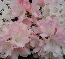 Rhododendron yakushimanum drea for sale Rhododendron yakushimanum drea for sale  EAST GRINSTEAD