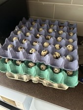 Fresh quail eggs for sale  TROWBRIDGE