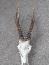 roe deer skull for sale  DOWNHAM MARKET