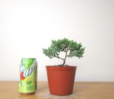 Small dwarf japanese for sale  Garden Grove