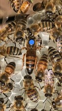 2025 carniolan honeybee for sale  Syracuse