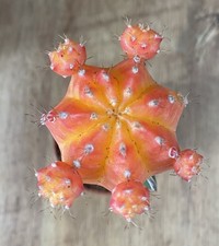Gymnocalycium mihanovichii moo for sale  SHEFFIELD
