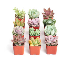 Pack premium pastel for sale  Denver