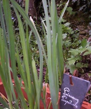 Poireau perpétuel allium d'occasion  Metz-