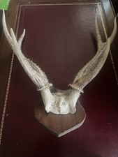 Mounted deer antlers for sale Mounted deer antlers for sale  HEREFORD