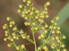 Sweet annie seeds for sale  Mesa