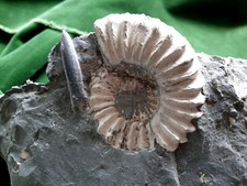 Pleuroceras stufe belemnit gebraucht kaufen  Langenzenn