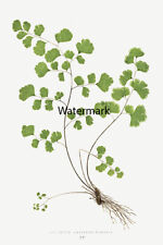 1857 adiantum capillus for sale  Niagara Falls