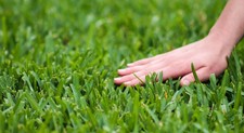 St. augustine grass for sale  Desoto