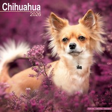 Calendario chihuahua 2026 usato  Spedire a Italy