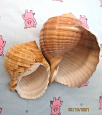 Beautiful sea shells for sale  UXBRIDGE