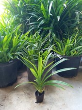 pandanus for sale pandanus for sale Vero Beach
