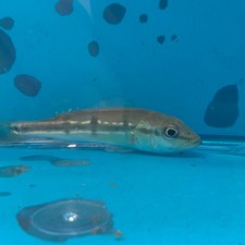 Pinima peacock bass for sale  New Bedford