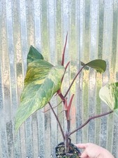 Philodendron strawberry shake for sale  Homestead