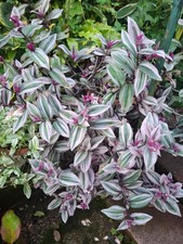 Zebra ampelkraut tradescantia gebraucht kaufen  Waiblingen