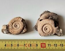 Lotto ammoniti dactylioceras usato  Minerbio