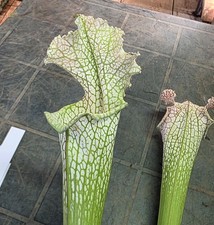 Sarracenia leucophylla cv. usato  Latina