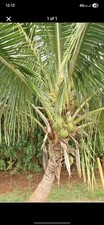Dwarf samoan coconut for sale  Keaau